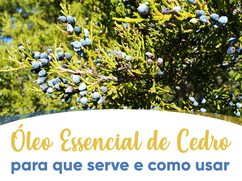 leo Essencial de Cedro: para que serve e como usar